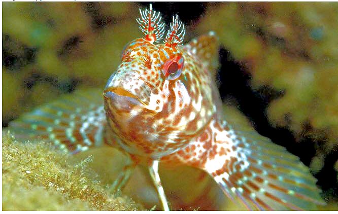 Parablennius ruber_0012